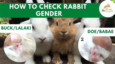 sexing rabbits|How to Determine the Sex of a Rabbit: Step.